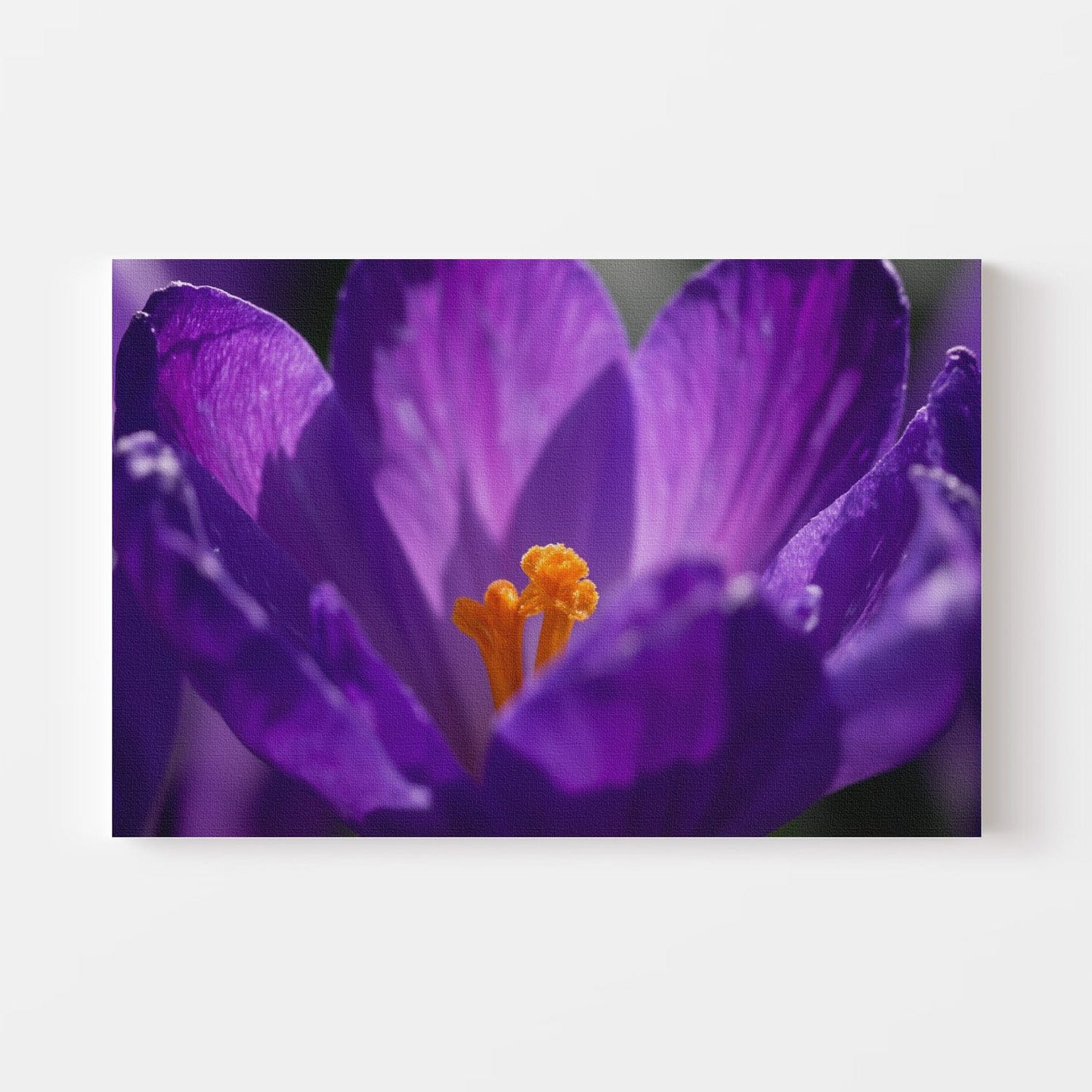 Royal Purple Crocus Canvas