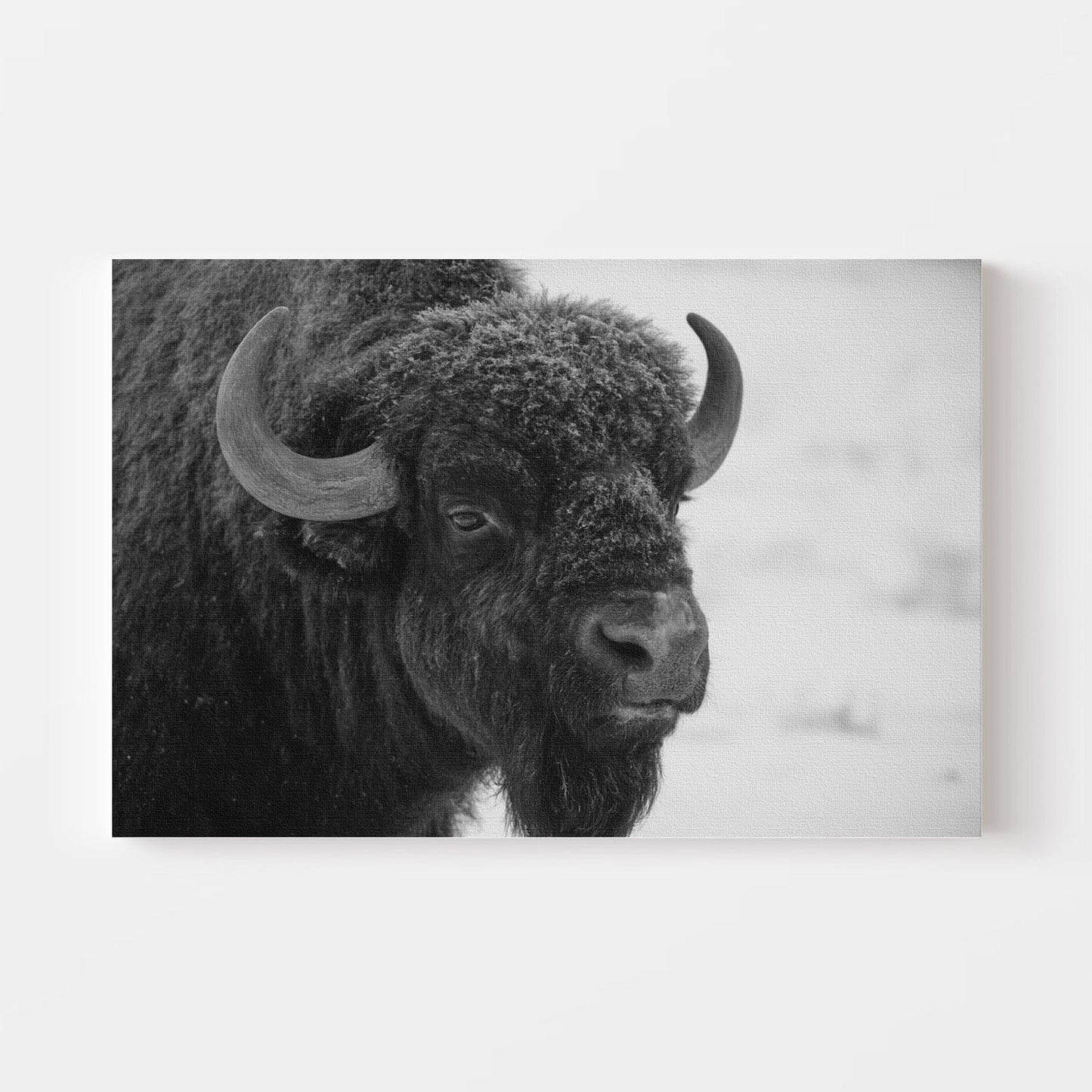 Black and White Buffalo Canvas