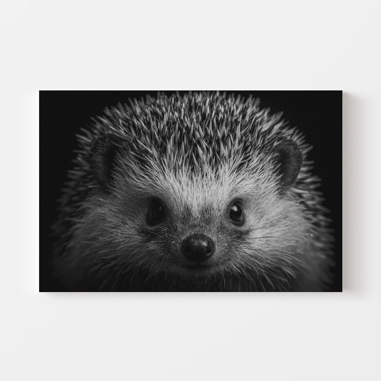 Black And White Hedgehog Canvas
