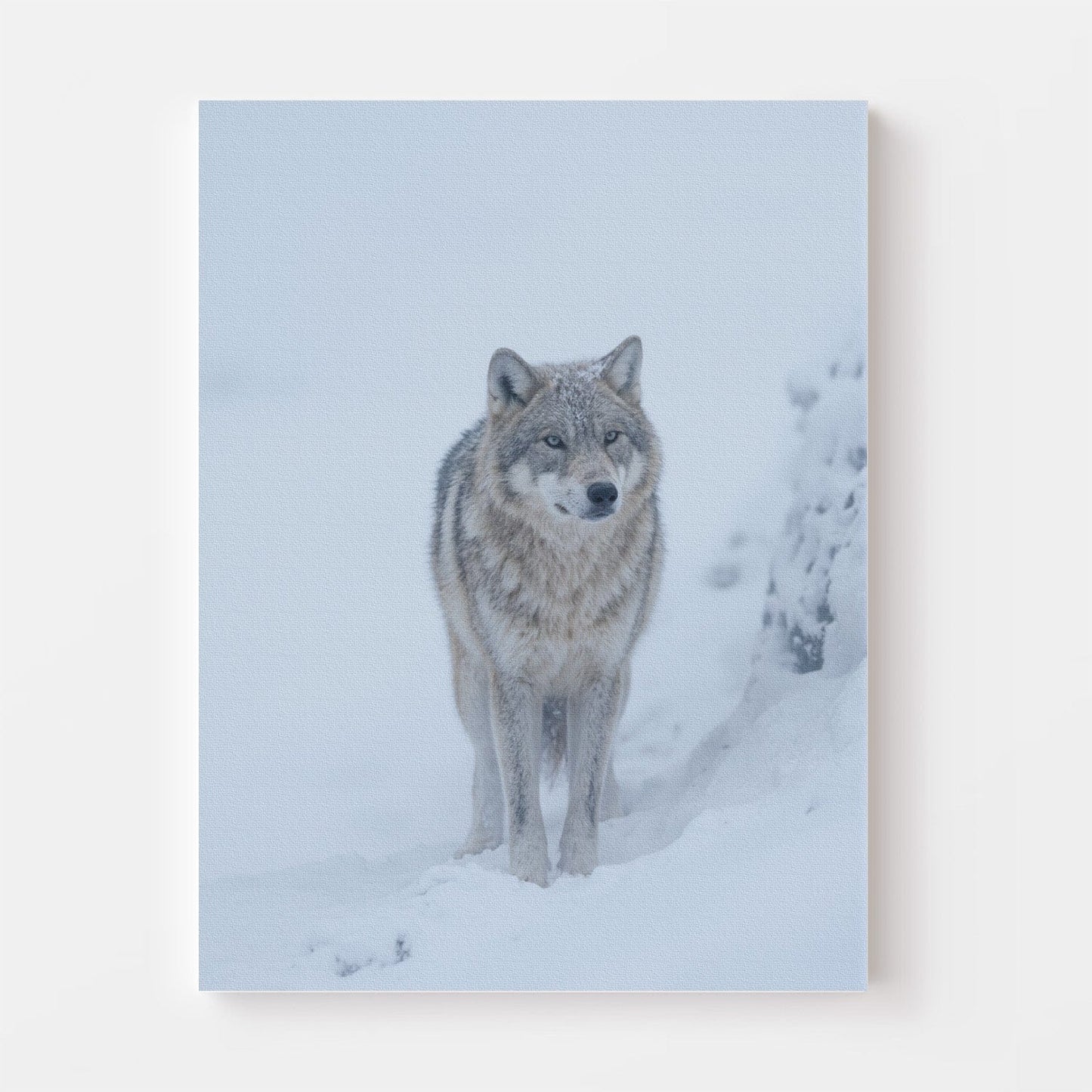 Arctic Wolf Guardian Canvas