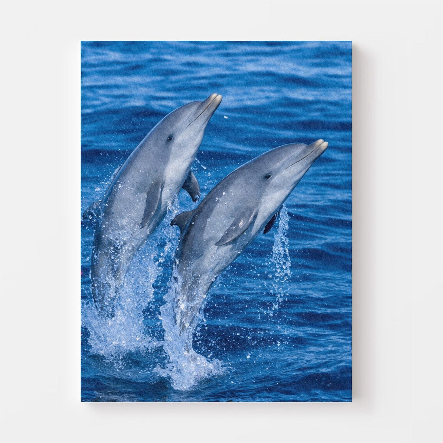Playful Dolphin Duo Canvas