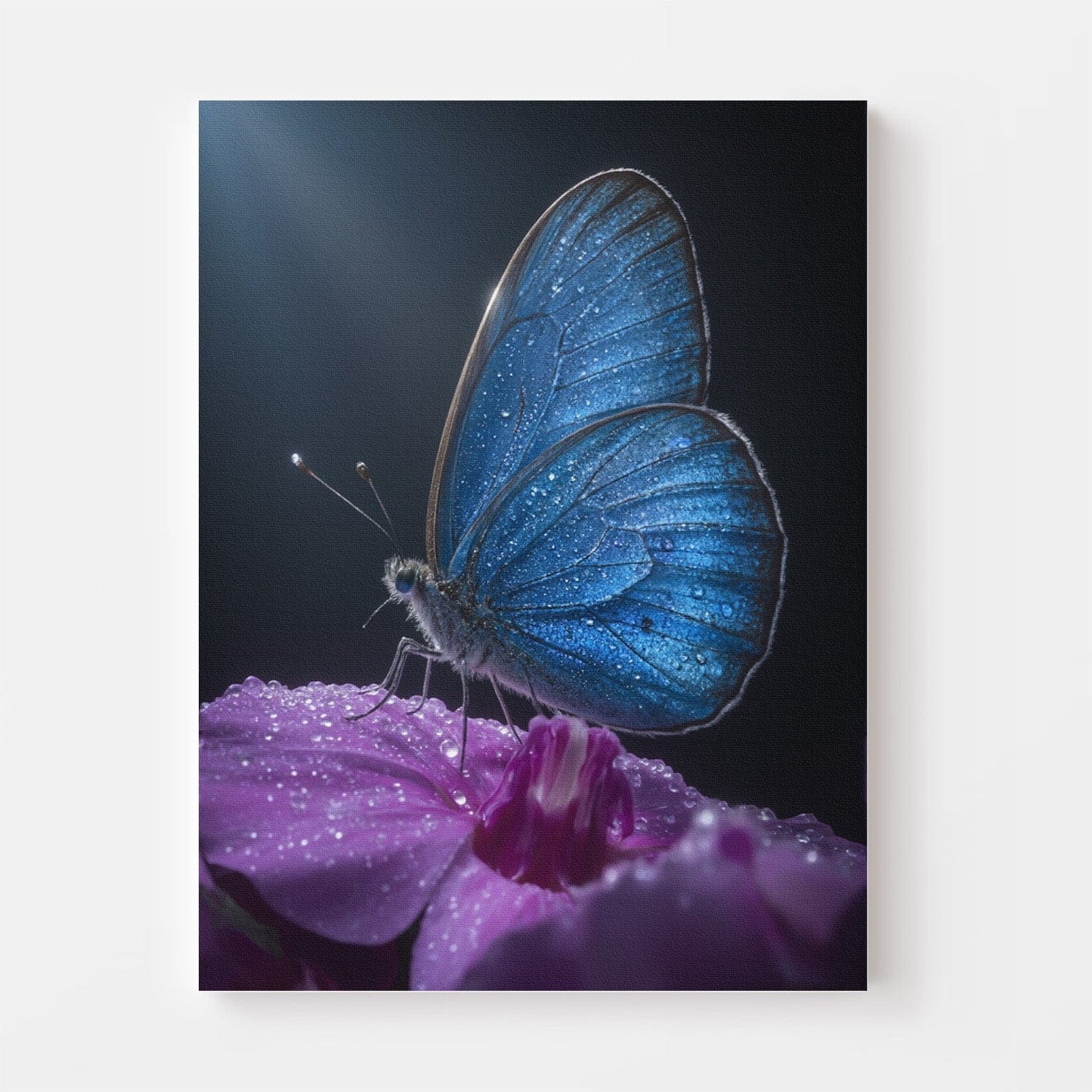 Sapphire Morpho Dewdrops Canvas