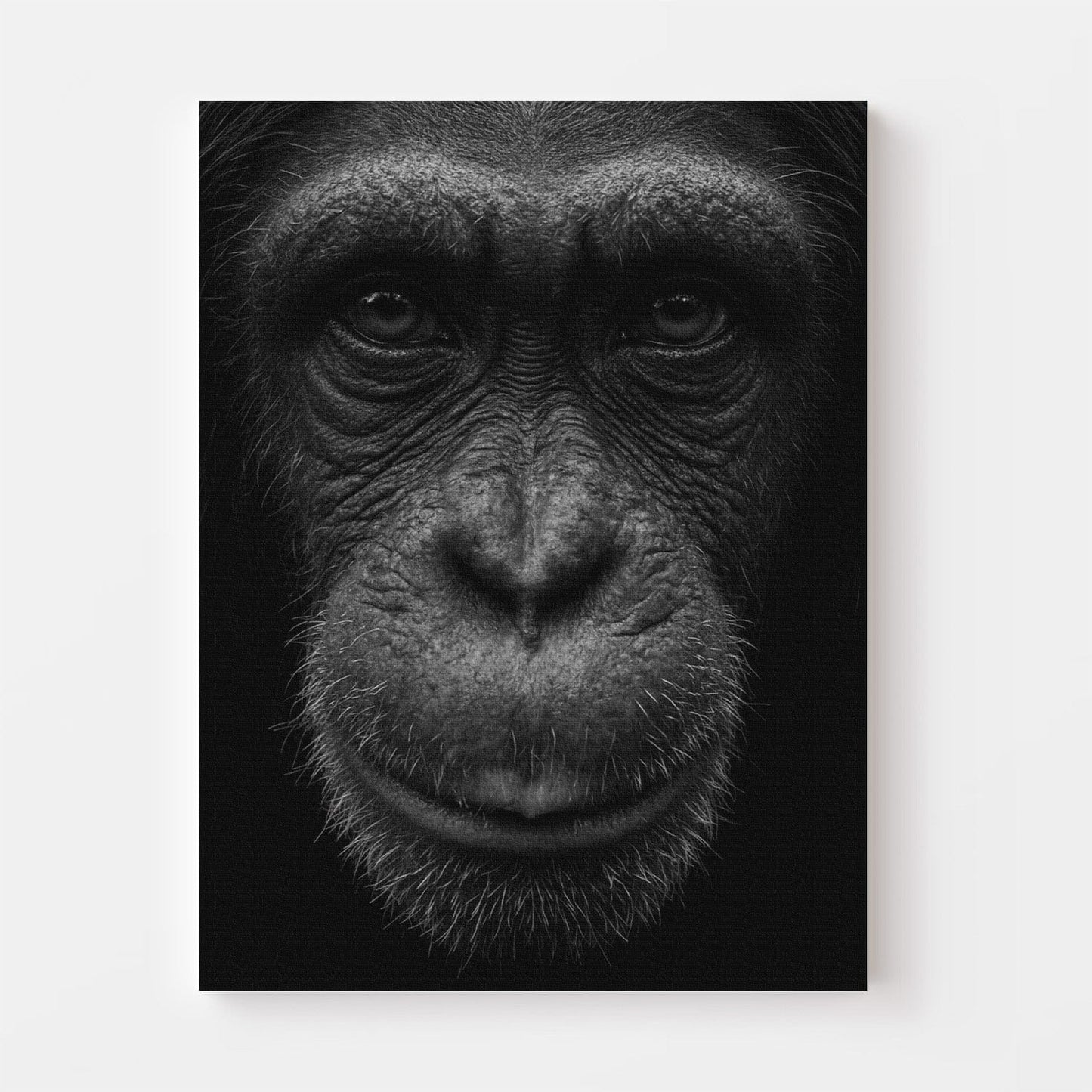 Black and White Chimp Portrait Canvas