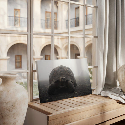 Majestic Galapagos Tortoise Canvas