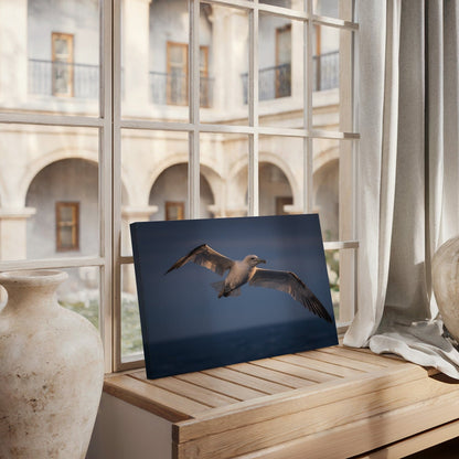 Soaring Northern Albatross Canvas