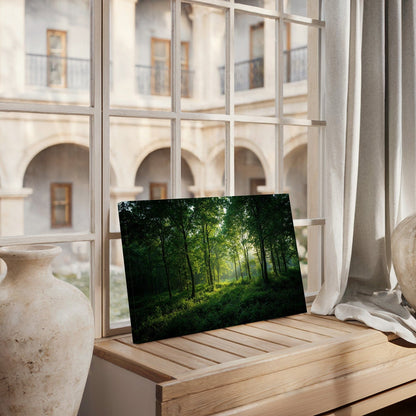 Sunlit Woodland Forest Canvas
