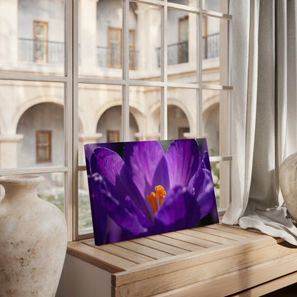 Royal Purple Crocus Canvas