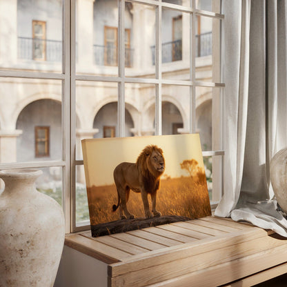 African Lion Sunset Canvas