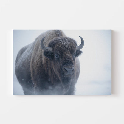 Winter Bison Snow Canvas
