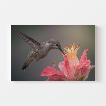Dewy Hummingbird Nectar Canvas