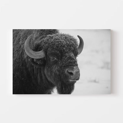 Black and White Buffalo Canvas