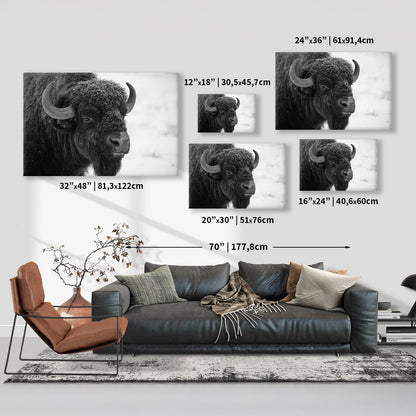 Black and White Buffalo Canvas