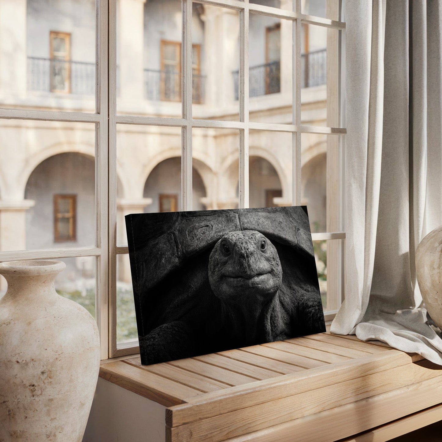 Black And White Tortoise Canvas