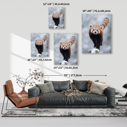 Snowy Red Panda Canvas